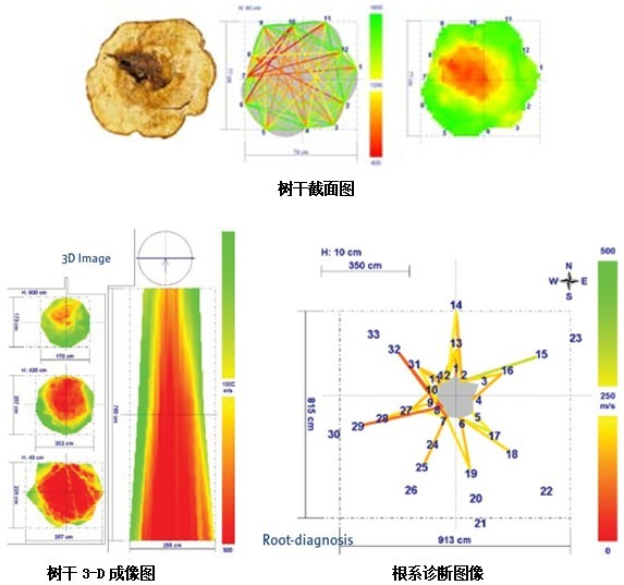 树干截面图、树干3D成像、根系诊断图