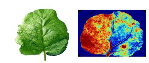 叶片表型成像（叶绿素成像）图